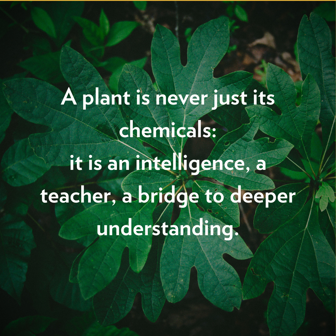 Reconsidering Sassafras