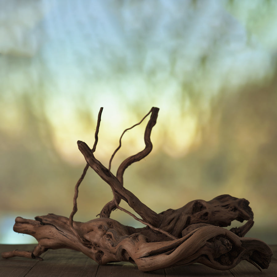 Waka Kava Roots at Radiant Farms