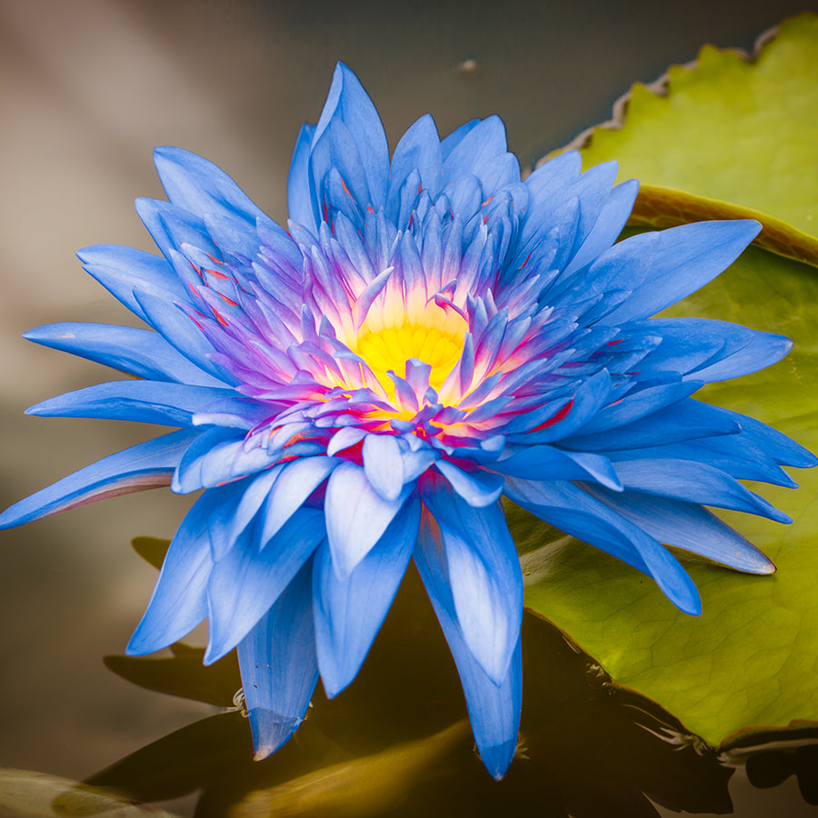 Sacred Blue Lotus in 5 Cultures